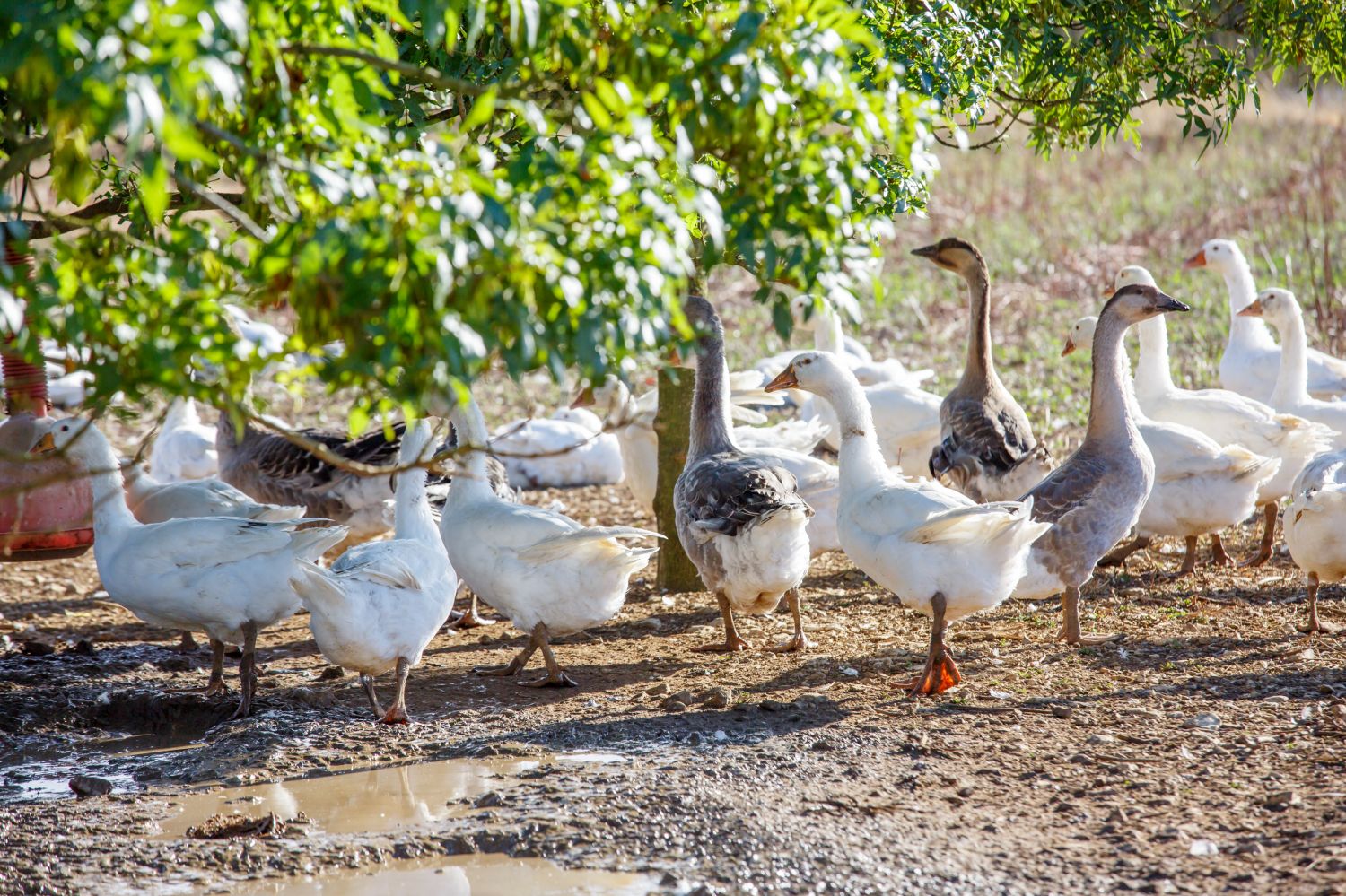 En Moselle, comme dans le reste de la France, le risque de grippe aviaire a été revu à la hausse