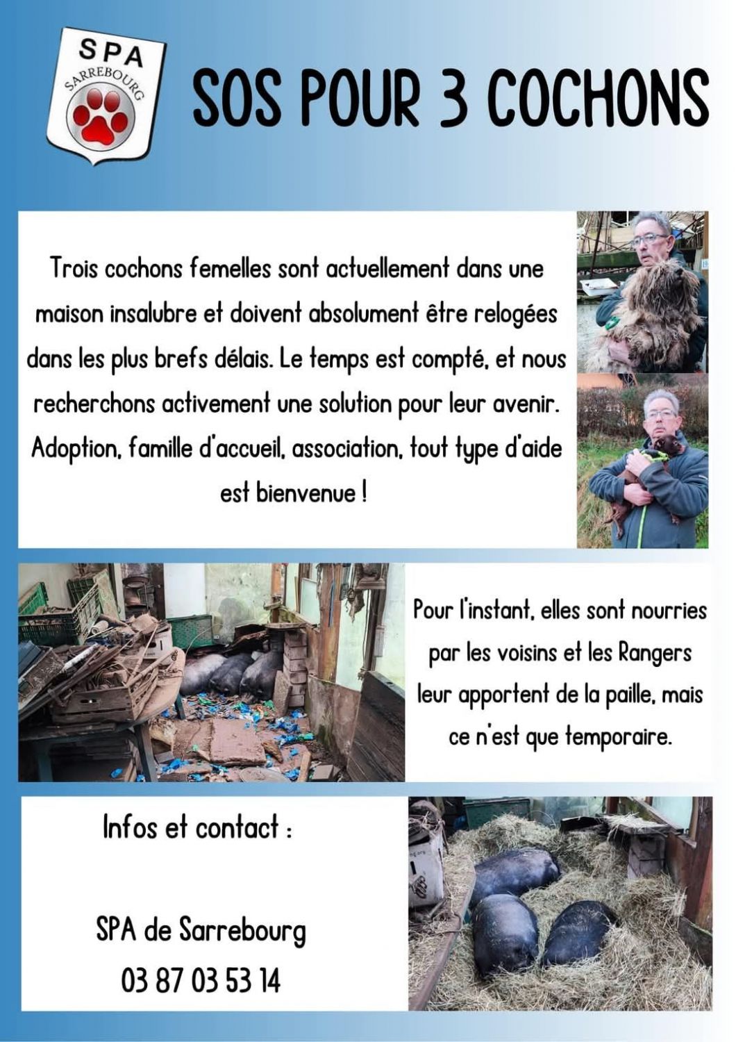 La SPA de Sarrebourg recherche une famille d’accueil pour… trois cochons