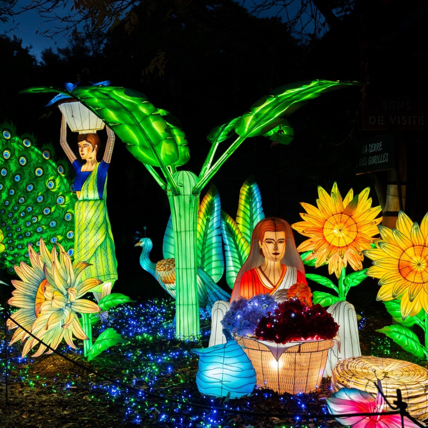 Au zoo d’Amnéville, plus de 100 000 visiteurs ont profité de Luminescences