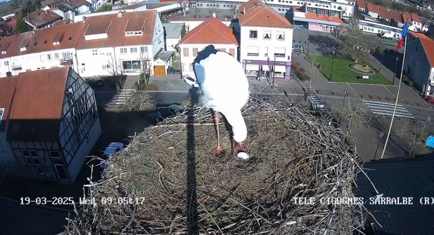 Une belle nouvelle dans le nid des cigognes de Sarralbe