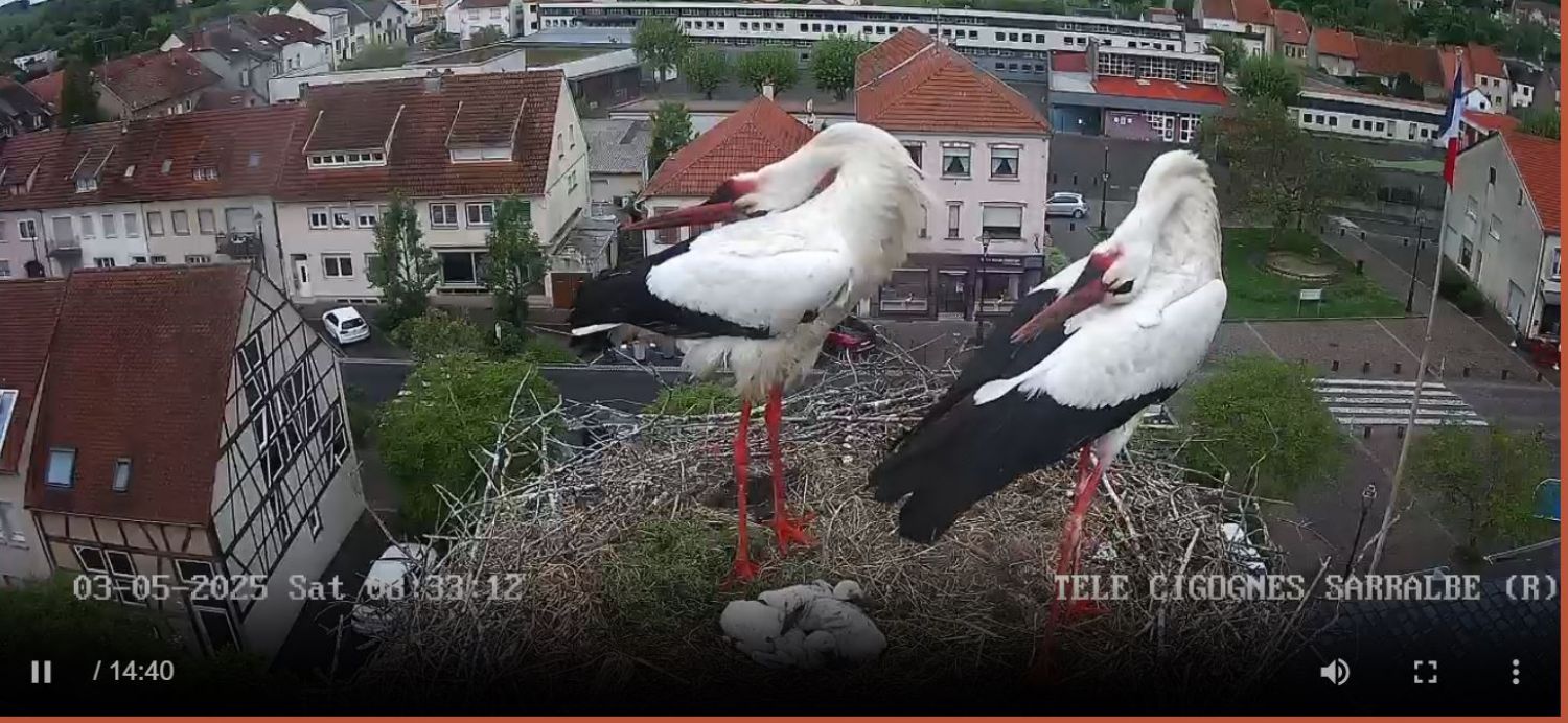 Triste nouvelle dans le nid de Maurice et Mélodie à Sarralbe