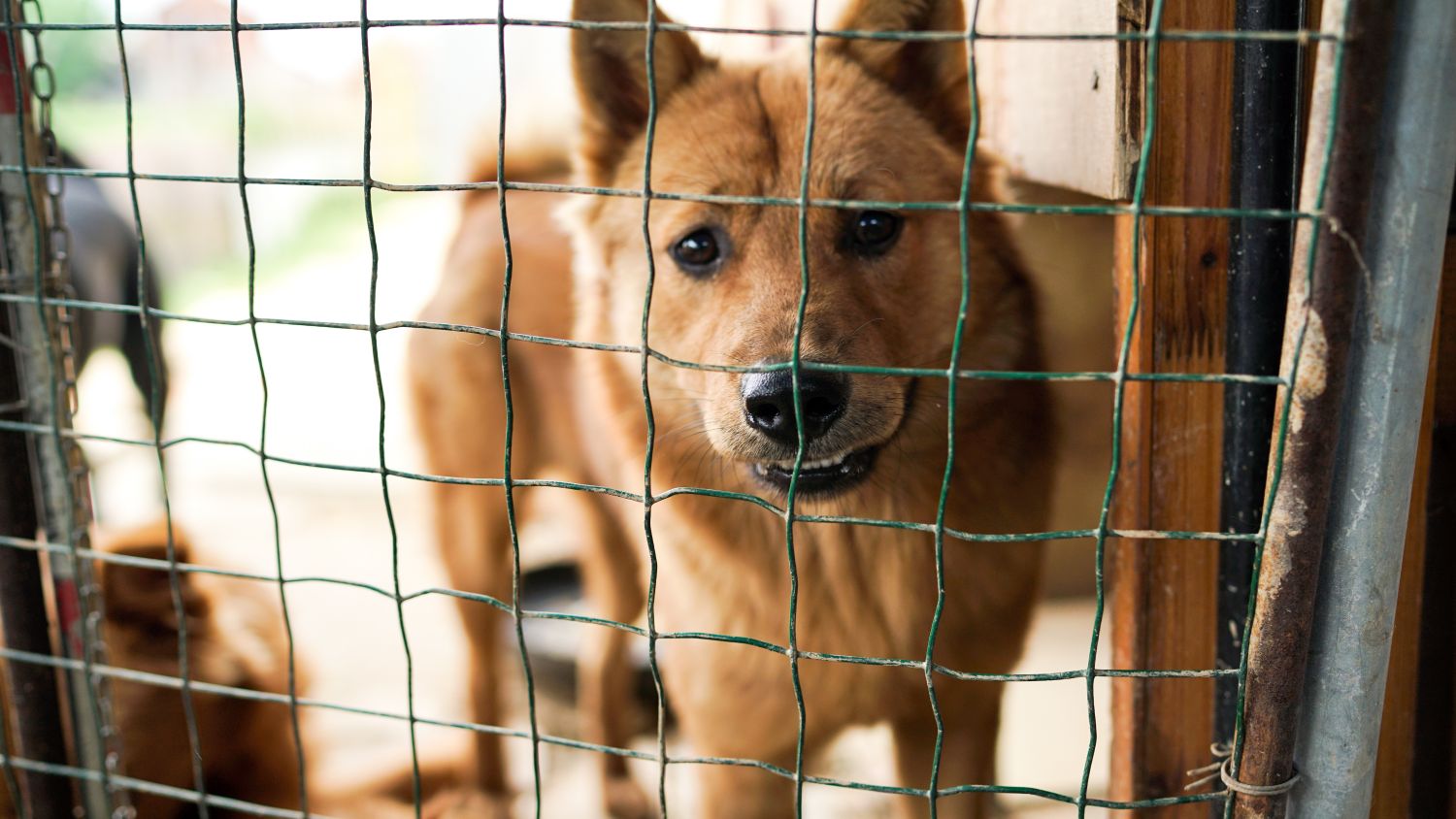 La municipalité de Sarreguemines répond aux habitants après les rumeurs de chiens maltraités