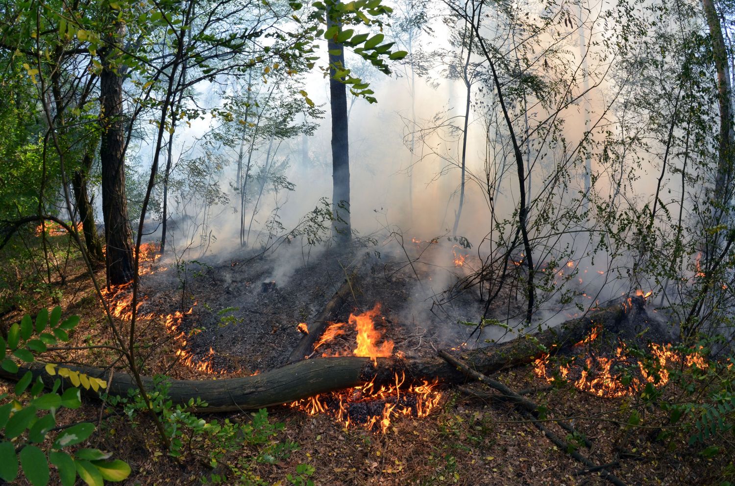 Le ministère sarrois de l’Environnement appelle à la vigilance face aux feux de forêts