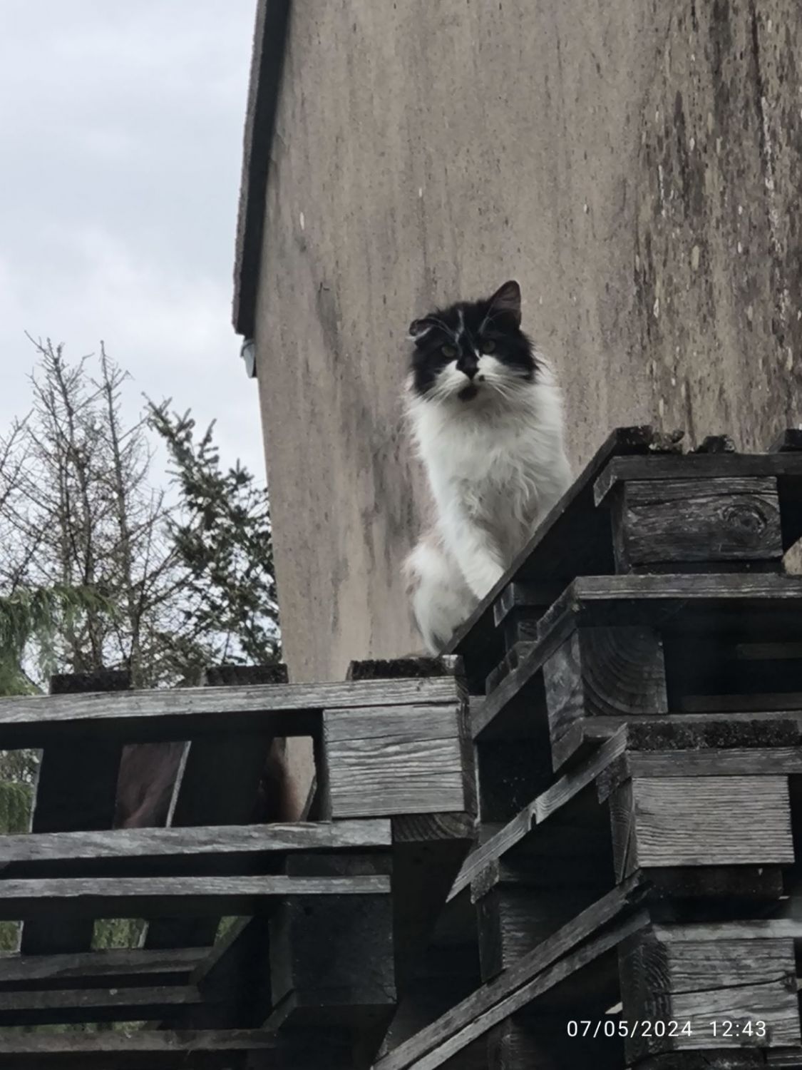 12 quartiers de Sarreguemines sont concernés par une campagne de stérilisation des chats errants
