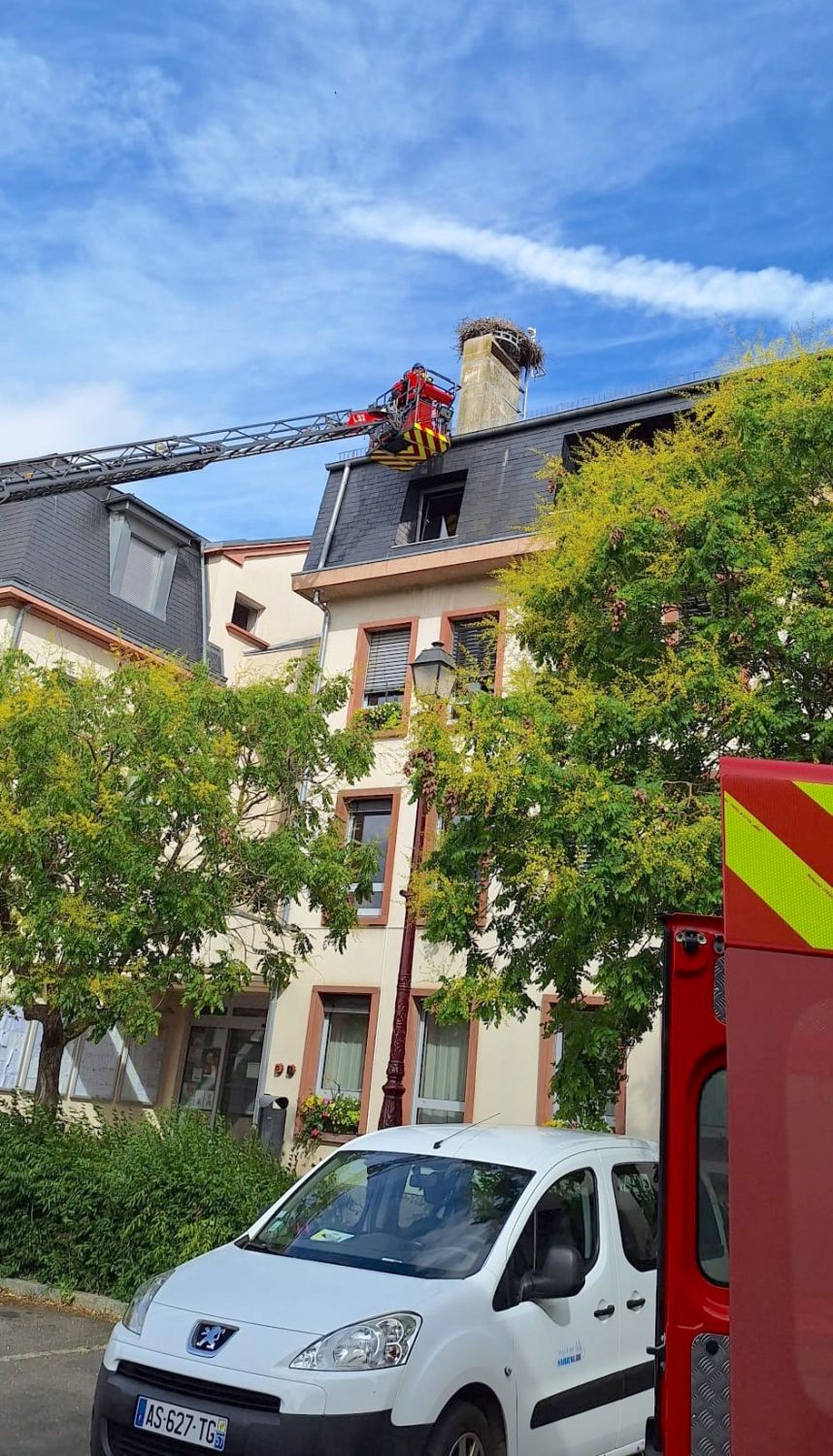 Un cigogneau a loupé son envol sur le toit de la mairie de Sarralbe