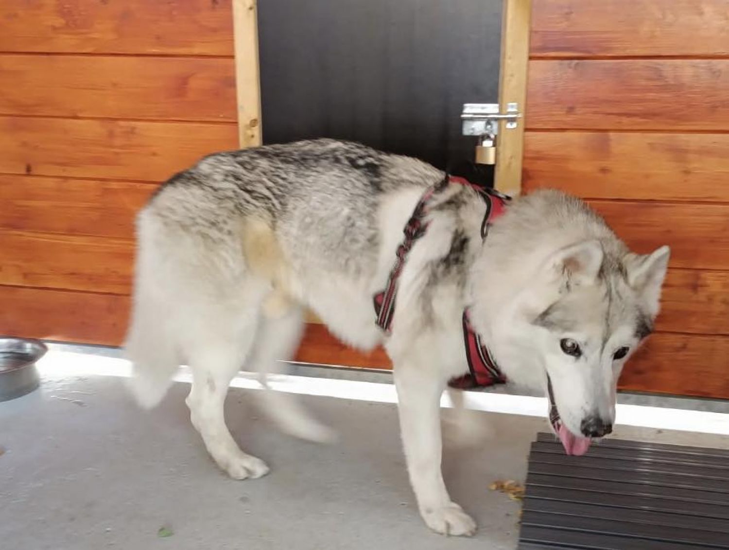 Un chien originaire de Wittring a été retrouvé à Metz
