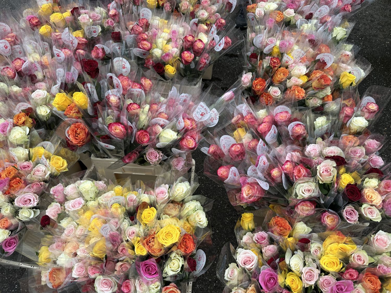C’est aujourd’hui que sera remis le chèque national de l’opération Une Rose, Un Espoir !