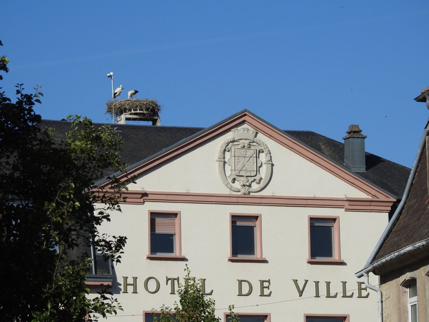 Le cigogneau à fait son premier envol à Sarralbe