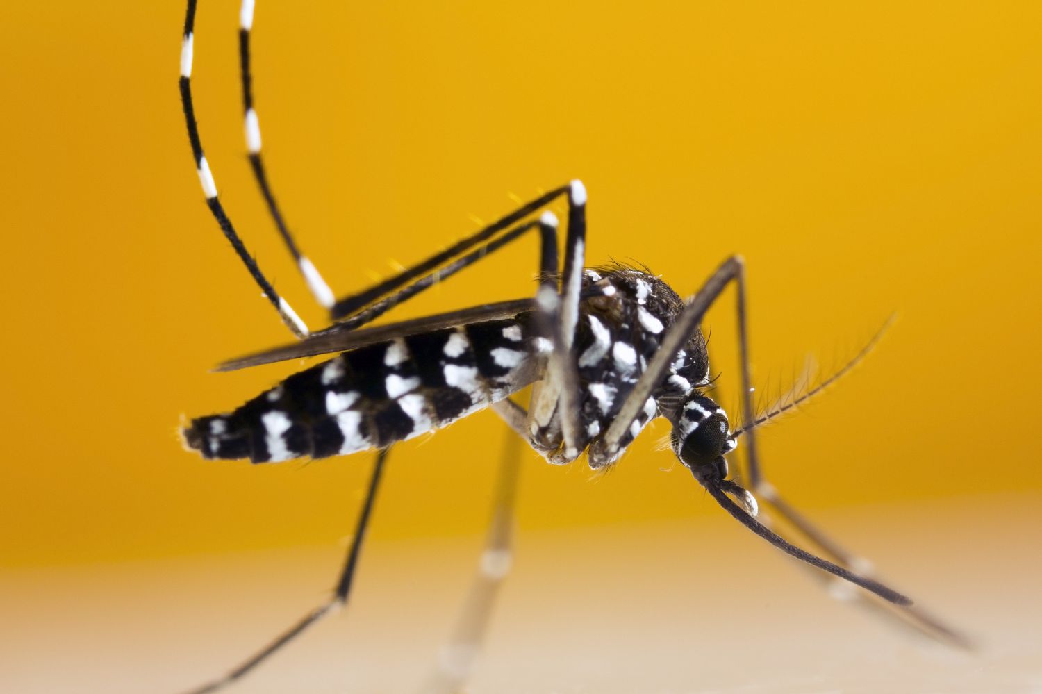 Un premier cas de Chikungunya a été détecté dans la région Grand Est