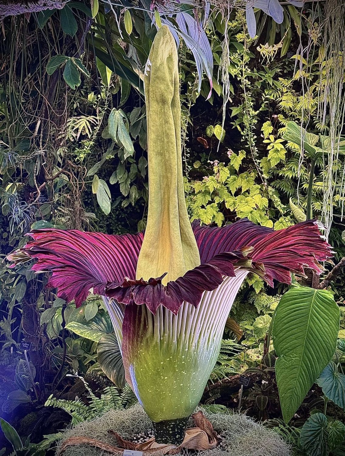 C’est historique : un nouveau phallus de titan va fleurir au jardin botanique de Villers-lès-Nancy