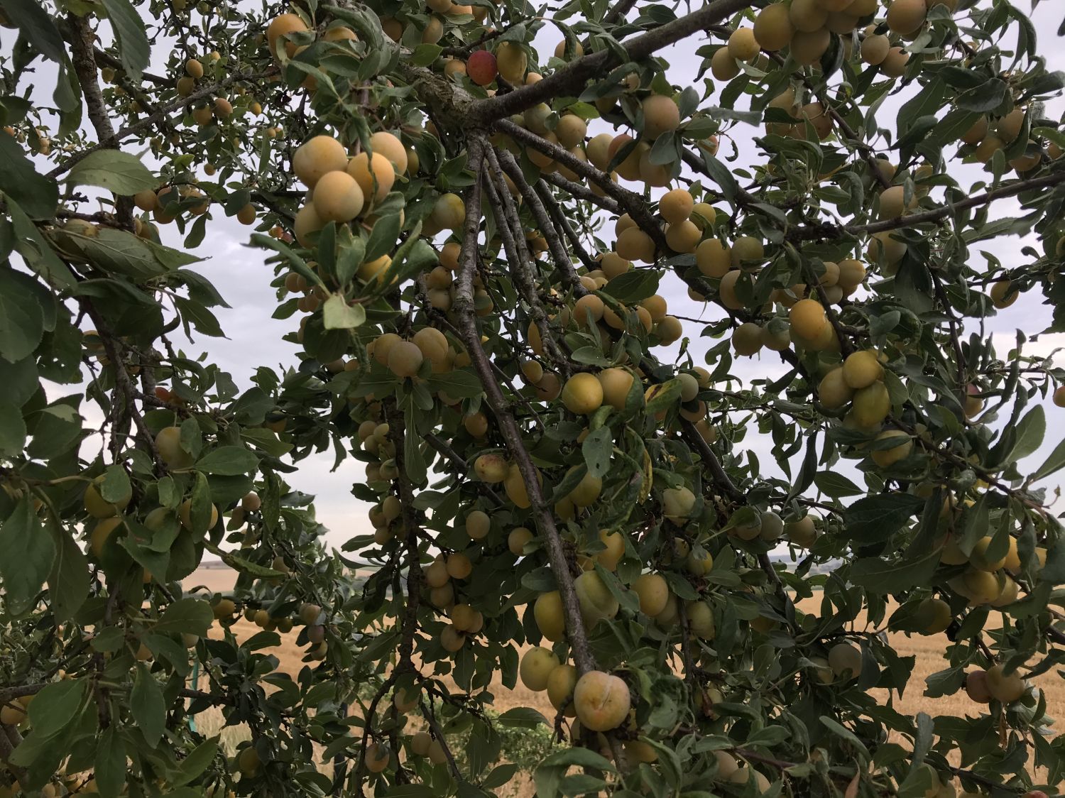 C’est parti pour la récolte des mirabelles en Lorraine