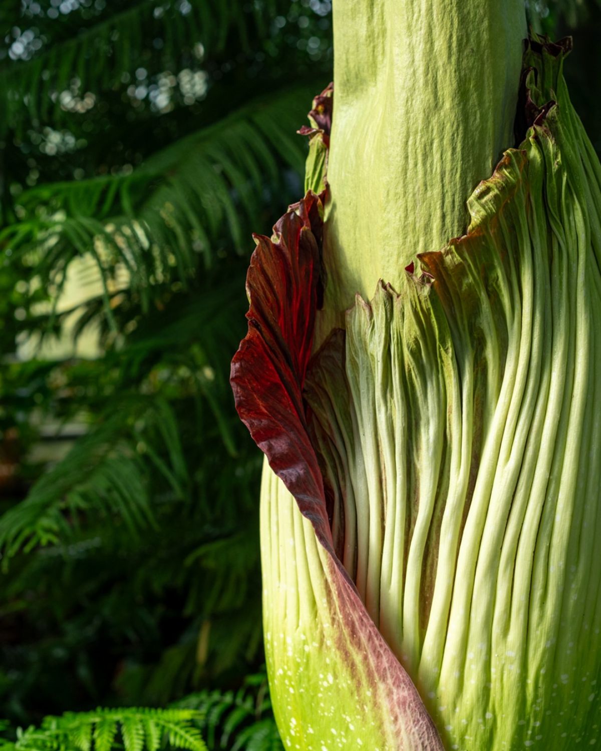 C’est le grand jour au jardin botanique Jean-Marie Pelt de Villers-lès-Nancy : la floraison de Tintin a commencé