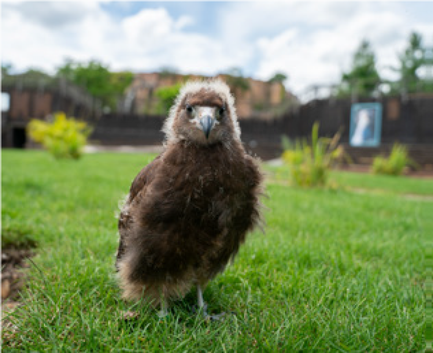 La saison des naissances a été marquée par de bonnes nouvelles pour certaines espèces du zoo d’Amnéville