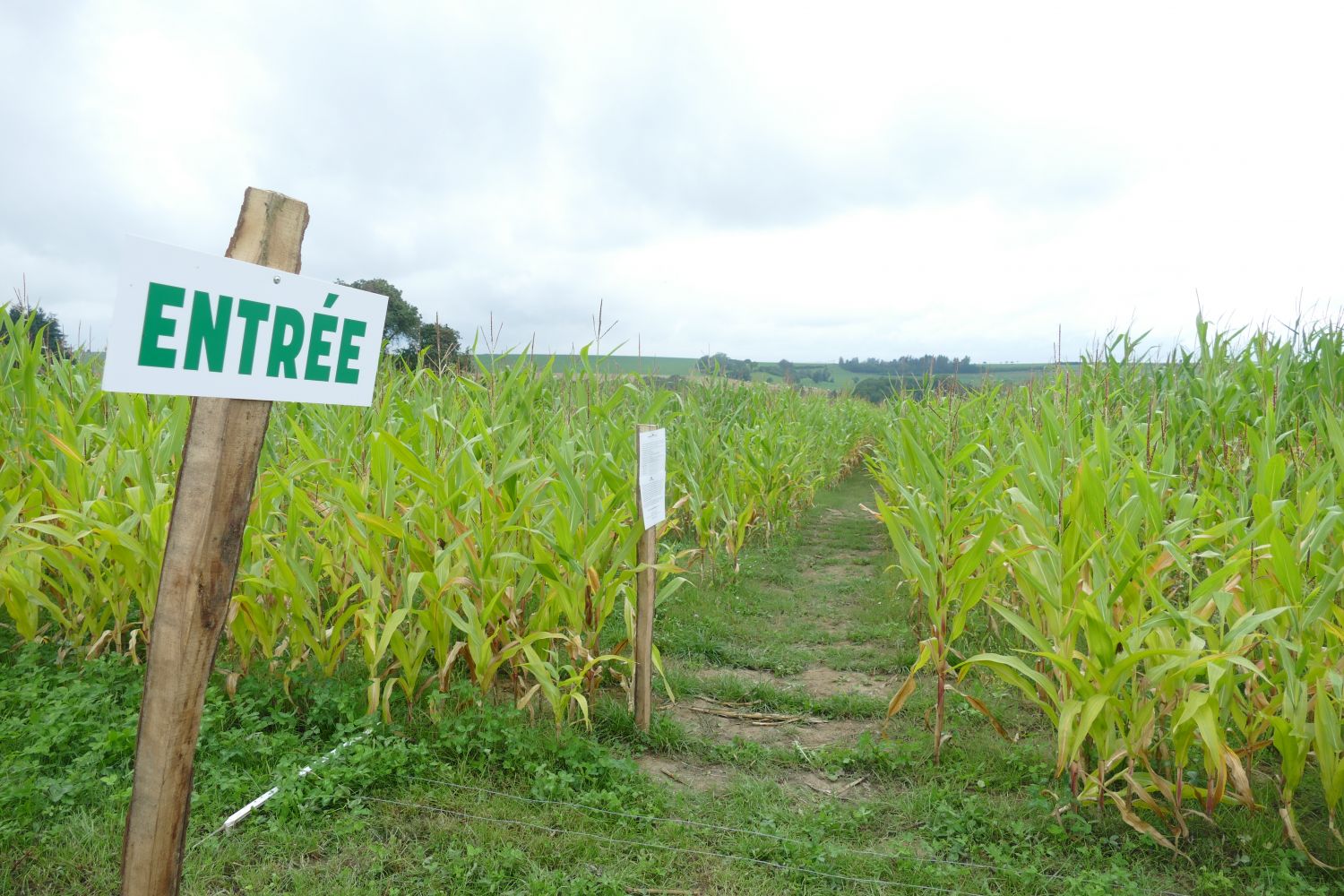 Le labyrinthe de maïs de la ferme du Kleinwald à Breidenbach rouvre ce dimanche