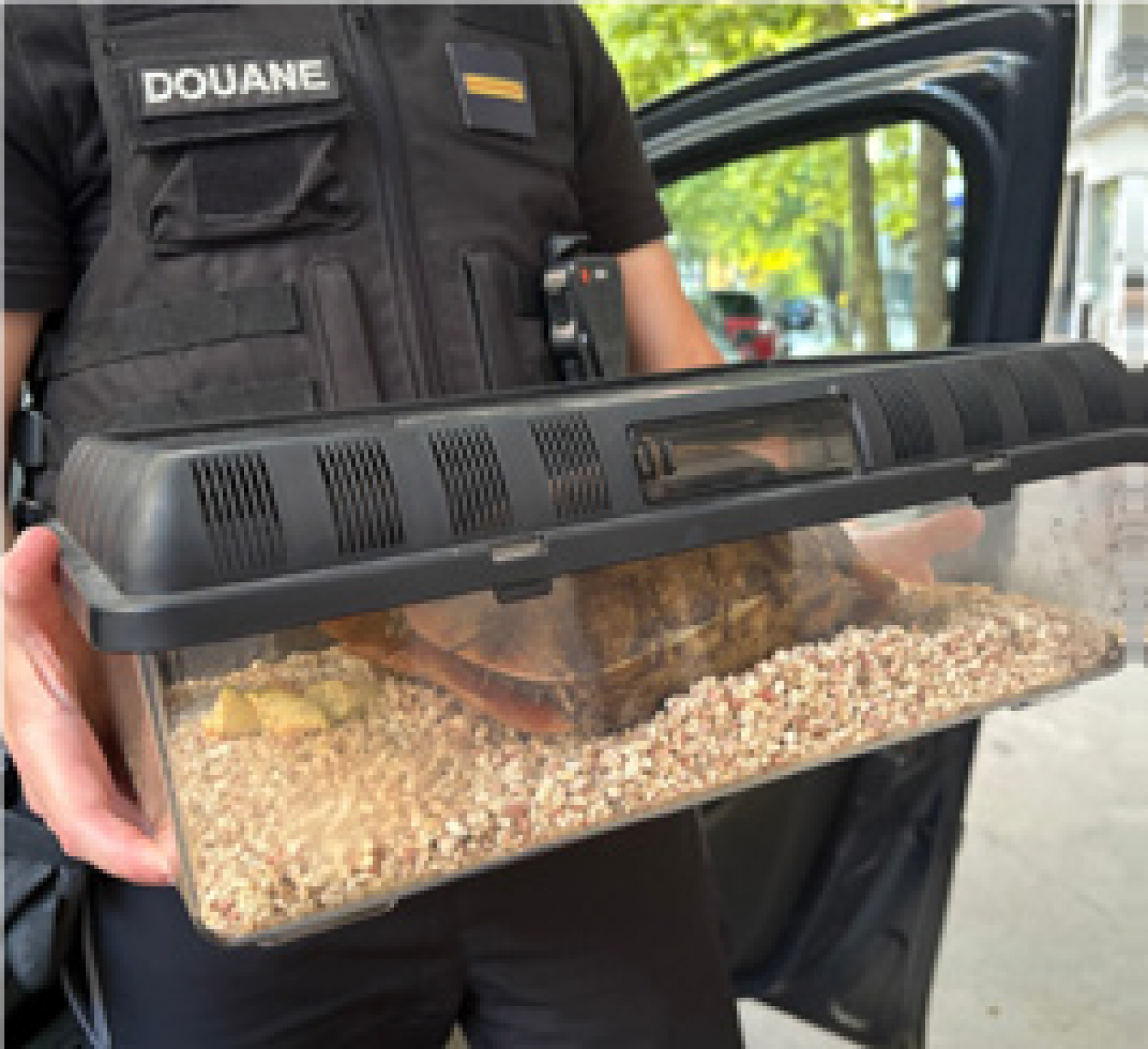 Le zoo d’Amnéville accueille une Kinixys homeana, tortue en danger critique d’extinction