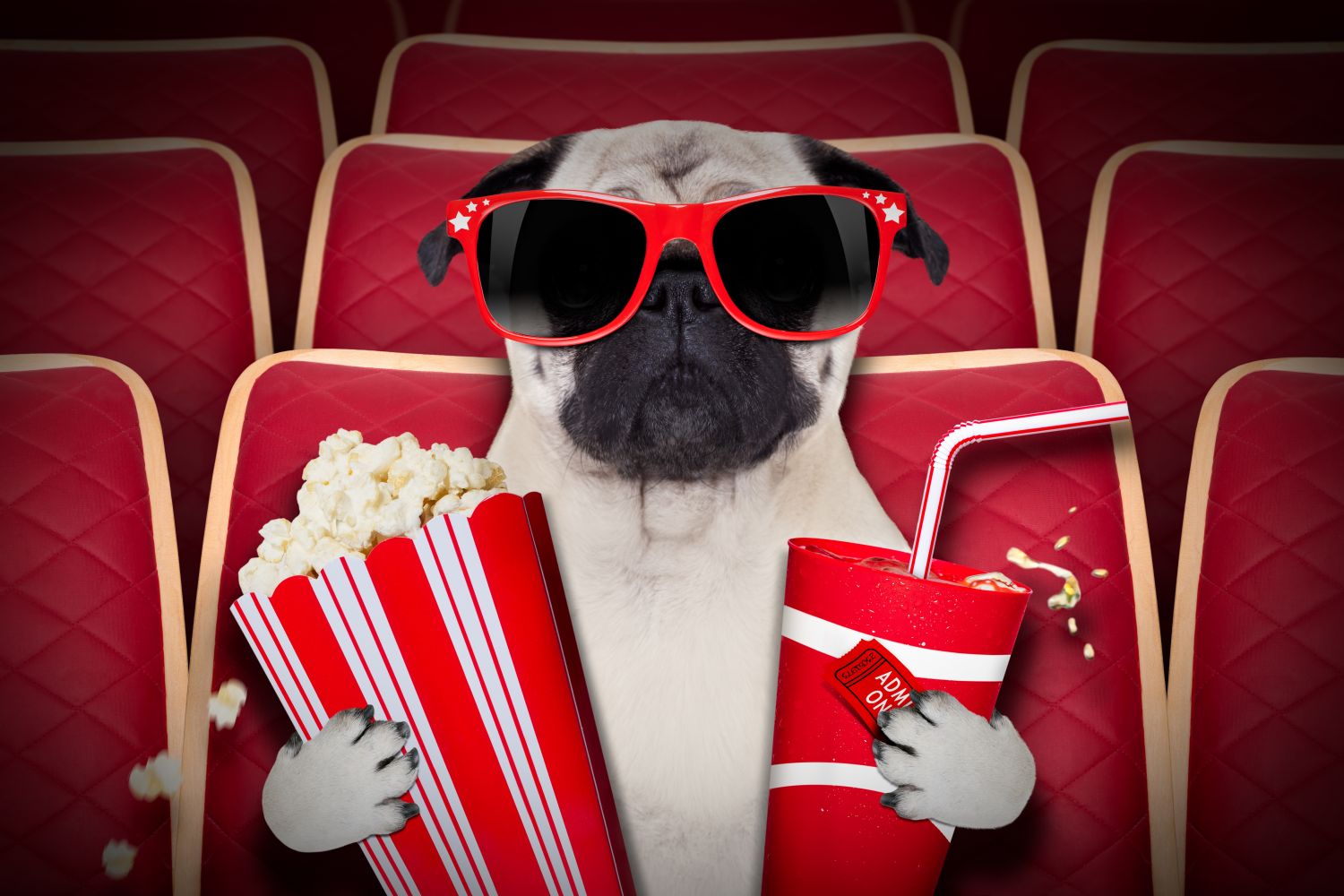 Des séances de cinéma gratuites et en plein air