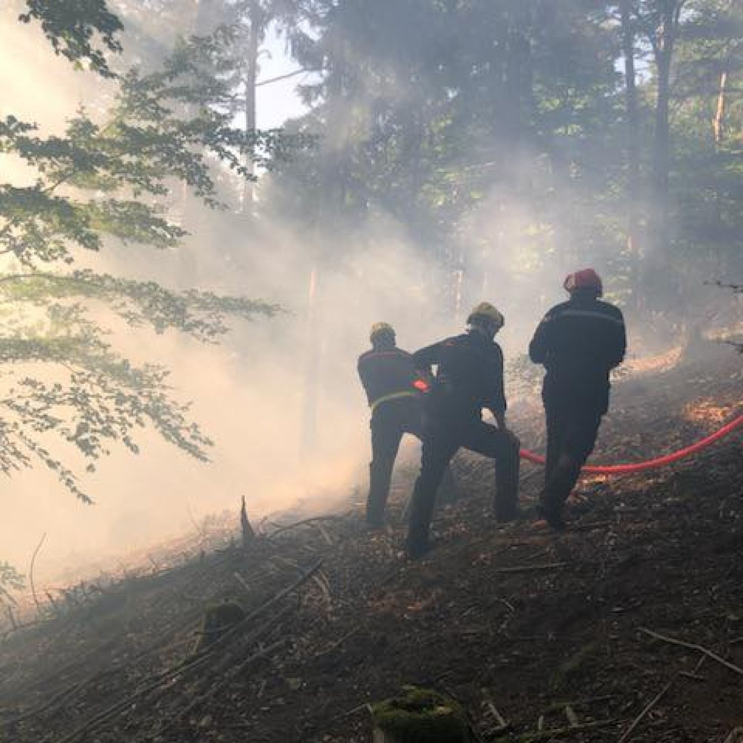 Un feu de forêt a eu lieu ce dimanche à Saverne