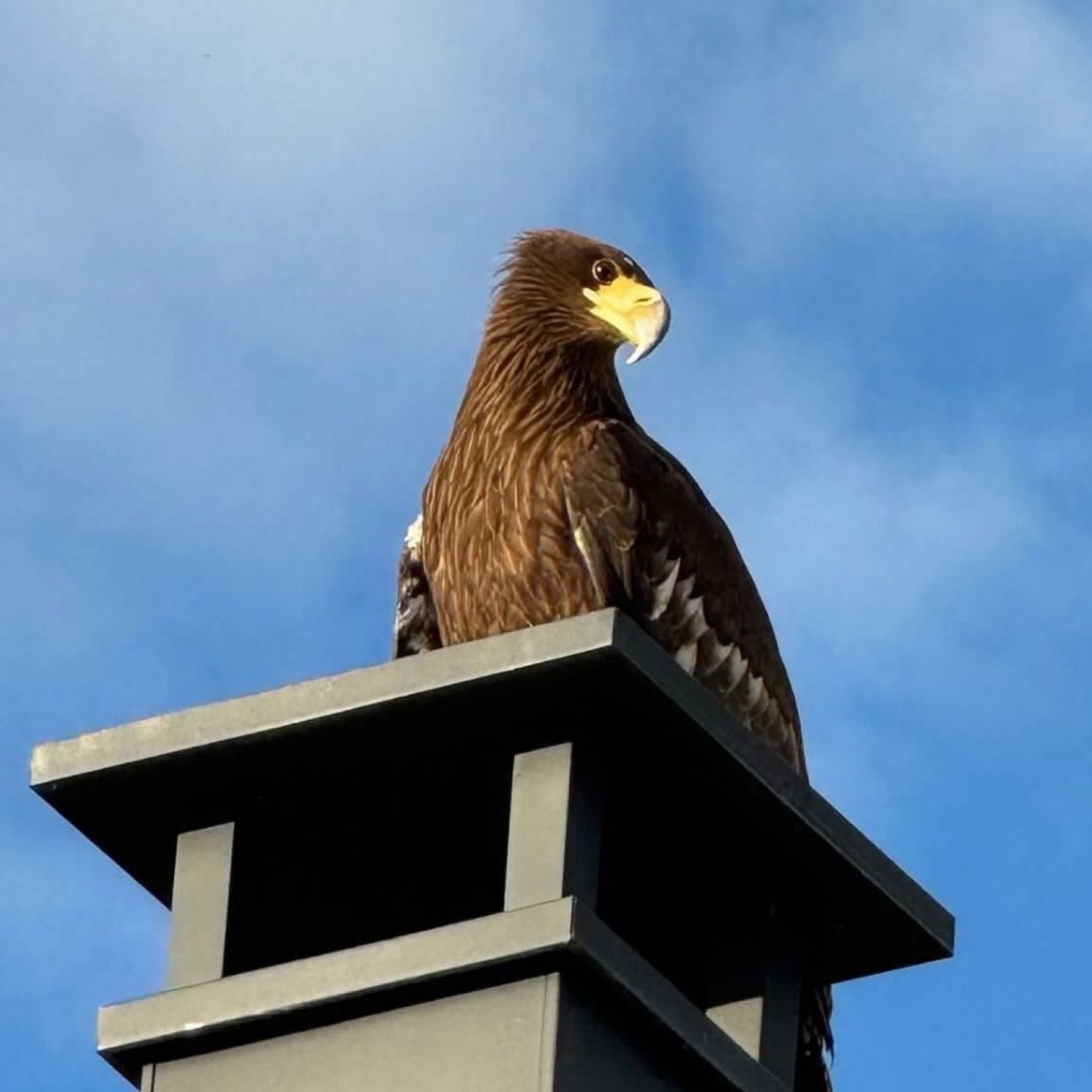 L’aigle Ryu de retour au zoo d’Amnéville