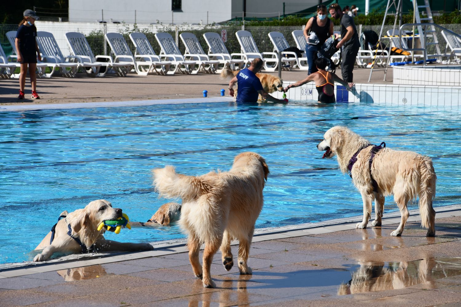 C’est une tradition à la fin de l’été, la piscine Aquagliss de Freyming-Merlebach ouvre ses portes aux chiens !
