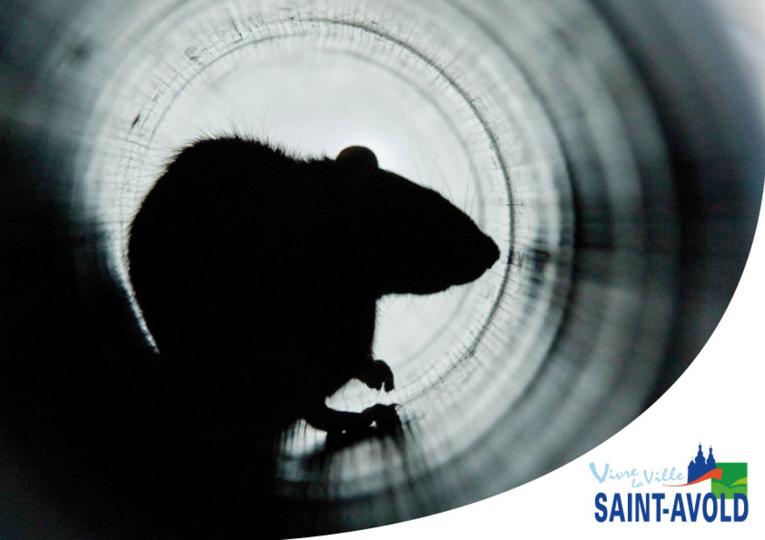 La ville de Saint-Avold veut en finir avec les rats