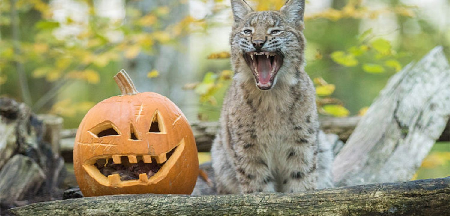 La saison d’Halloween s’ouvre ce samedi au parc Sainte-Croix de Rhodes !