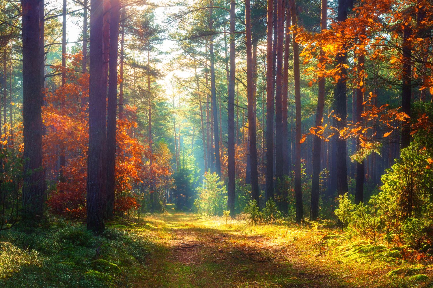 La région Grand-Est investit pour la protection des forêts