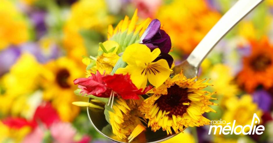 5 Plantes Et Fleurs Comestibles Que Vous Apercevez Tous Les Jours Radio Melodie