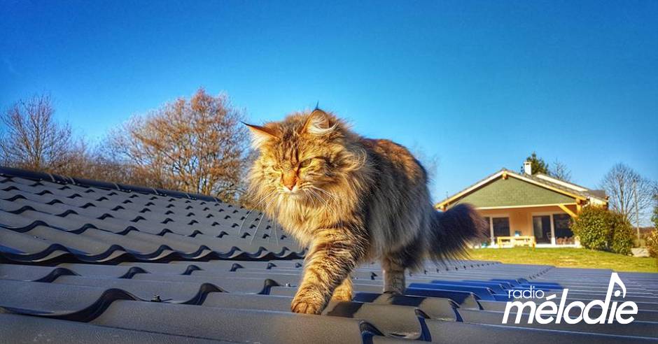 Kleinblittersdorf des chats disparaissent