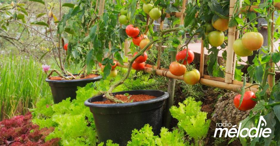 Les ateliers de Rachel : faire mûrir ses dernières tomates ...