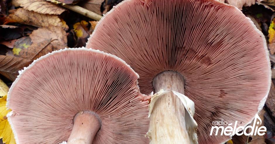 Faut-il éplucher Les Champignons Rosés Des Prés