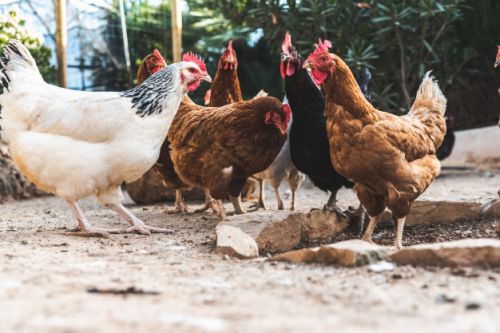 Chronique Animalière - Radio Mélodie
