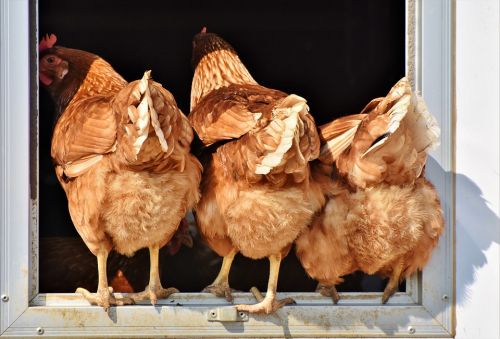 Chronique Animalière - Radio Mélodie