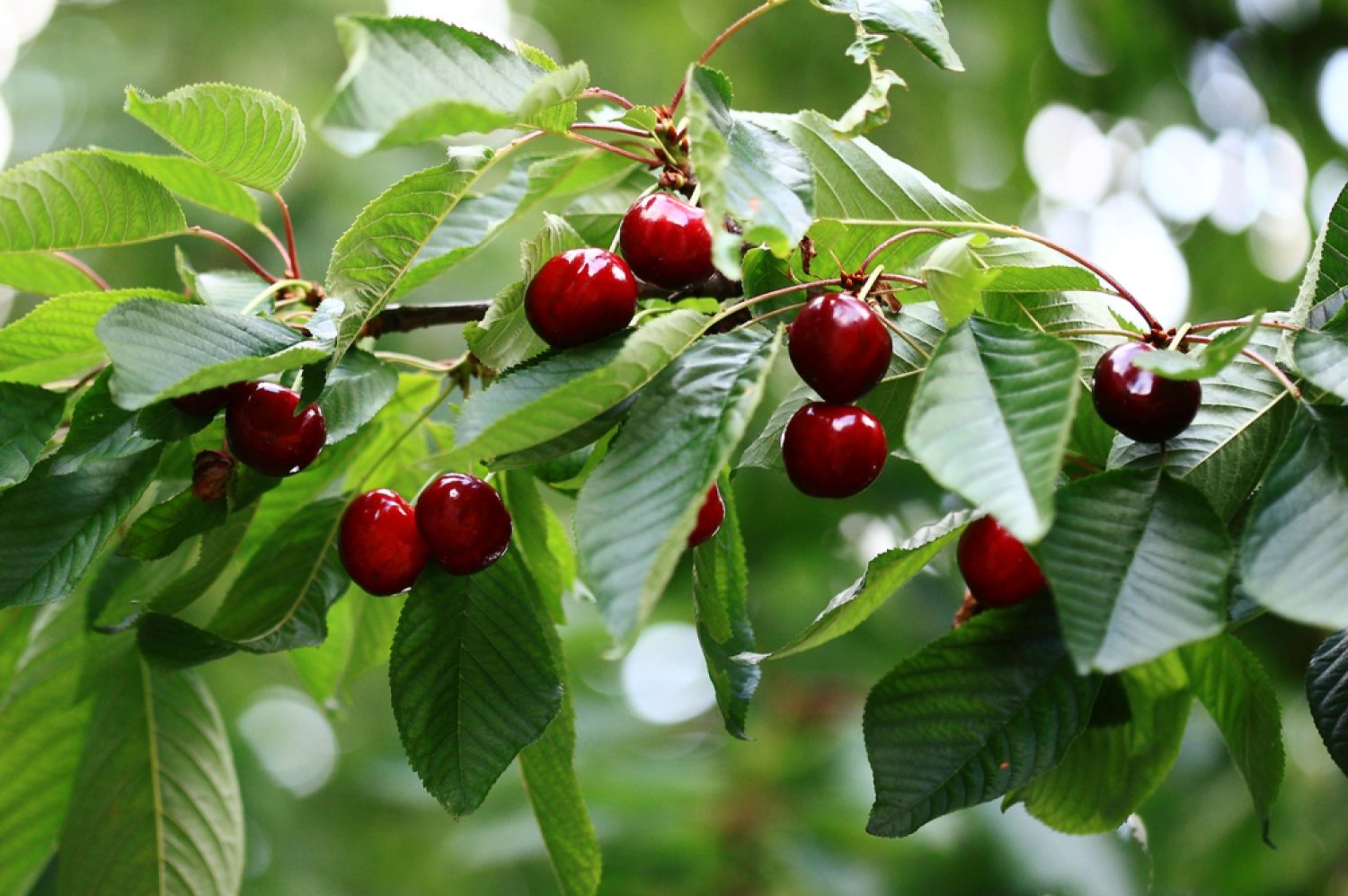 Pourquoi personne n'a inventé une cerise sans noyau ? Nous avons des  pastèques sans pépins, pourquoi pas des cerises sans pépins ? - Quora