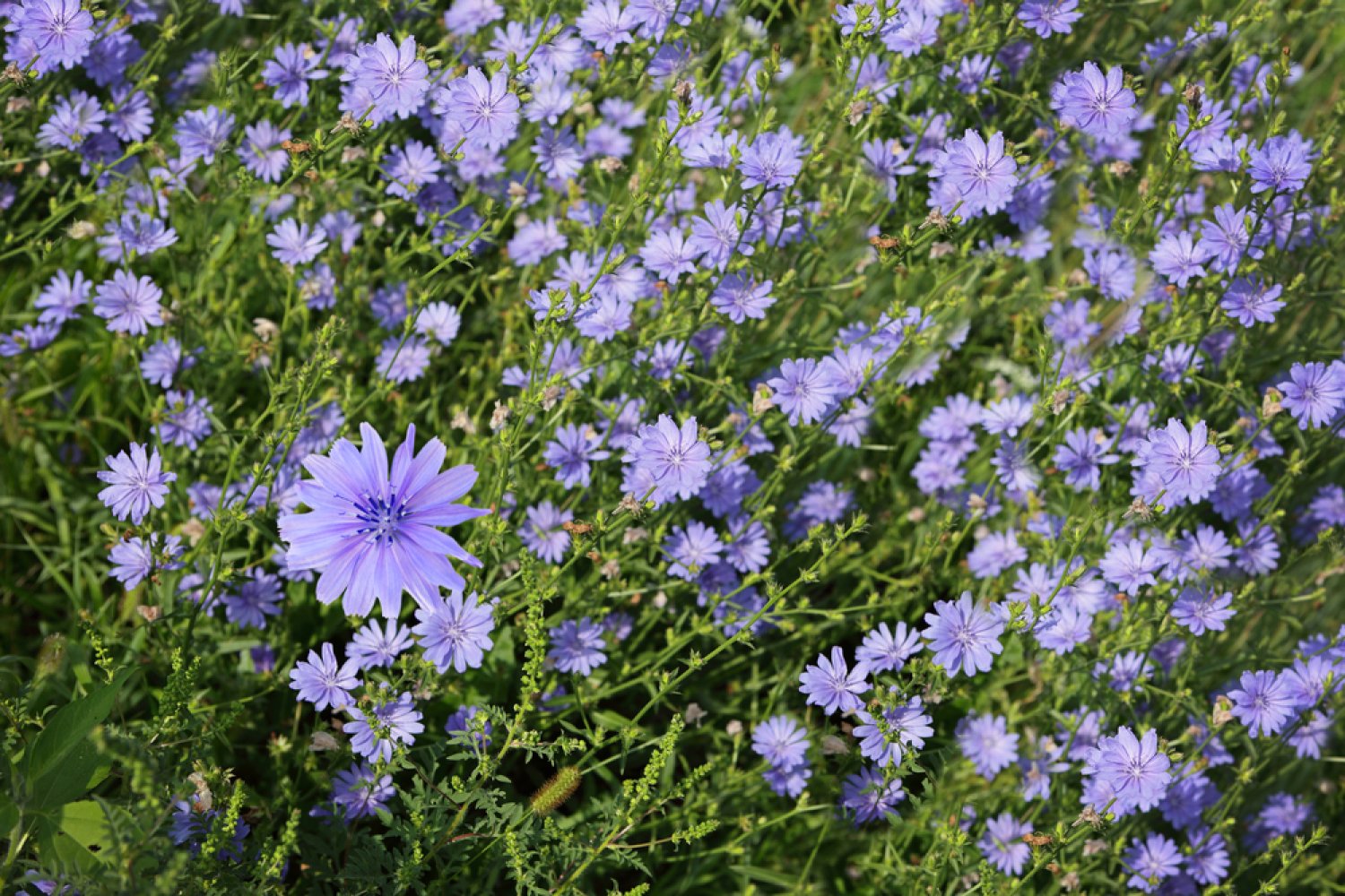 Chicorée sauvage, Cichorium intybus: bienfaits et utilisations