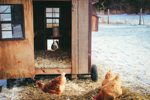 Chronique Animalière - Radio Mélodie