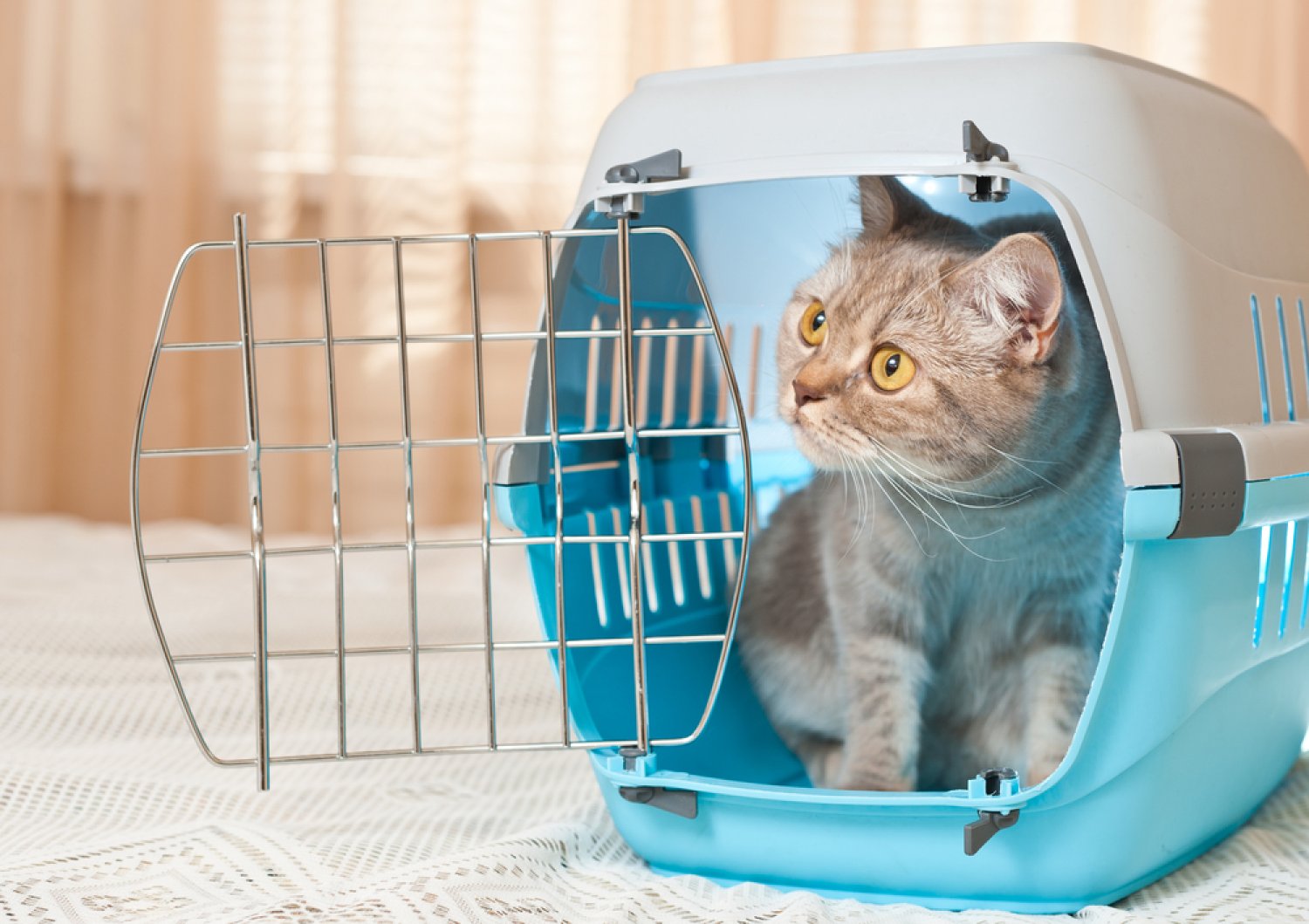 Caisse de transport chat pour un trajet sécurisé - Wanimo