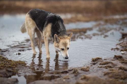 Chronique Animalière - Radio Mélodie