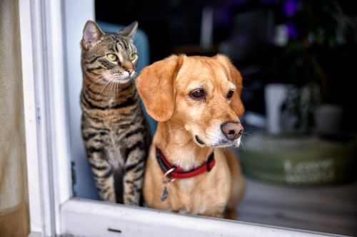 Chronique Animalière - Radio Mélodie