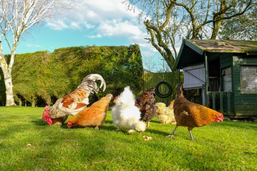 Chronique Animalière - Radio Mélodie