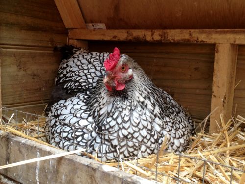 Chronique Animalière - Radio Mélodie
