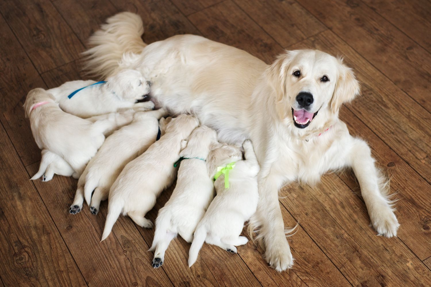 Animaux : Combien de temps dure la gestation chez la chienne
