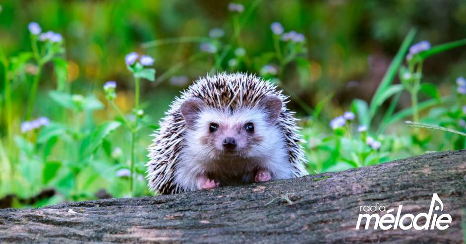 Quel Animal Vit Dans Une Aire