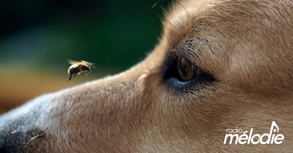 Veterinaire Mon Chien Chat S Est Fait Piquer Par Une Guepe Abeille Radio Melodie