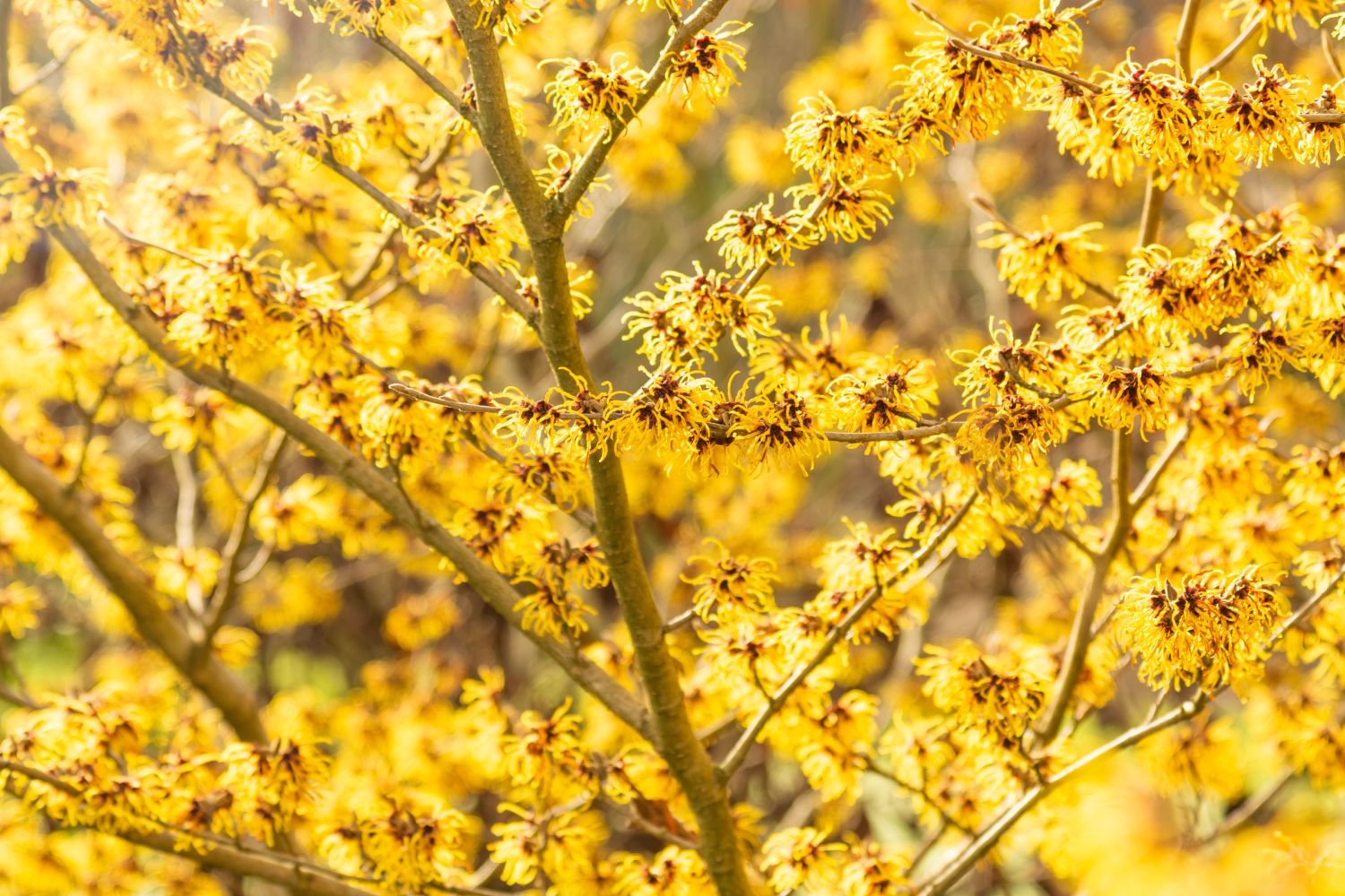 Noisetier des sorcières, Hamamelis : planter, cultiver, multiplier