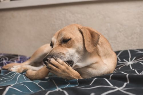 Chronique Animalière - Radio Mélodie