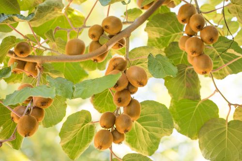 Comment, quand et où planter l'arbre à kiwi ? Comment, quand et où planter l'arbre à kiwi ?