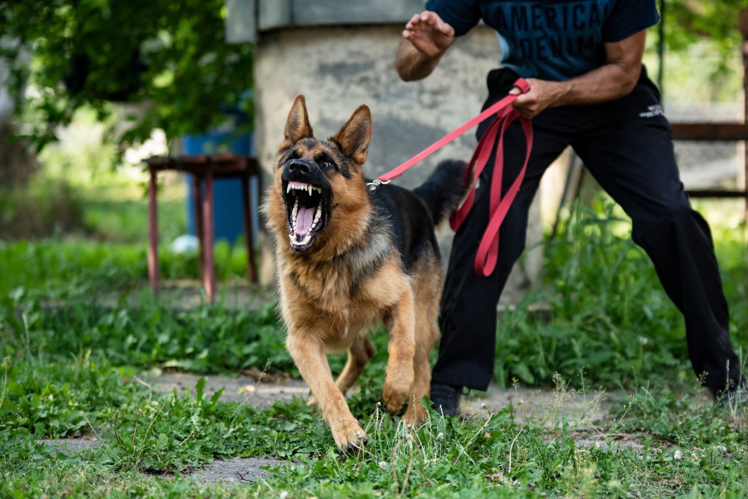 Chien agressif en laisse