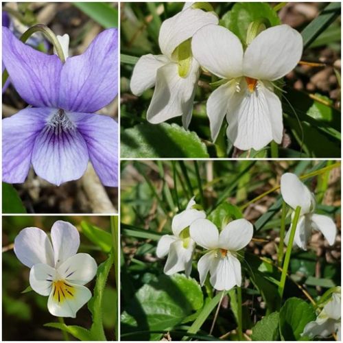 Une odeur de Violette