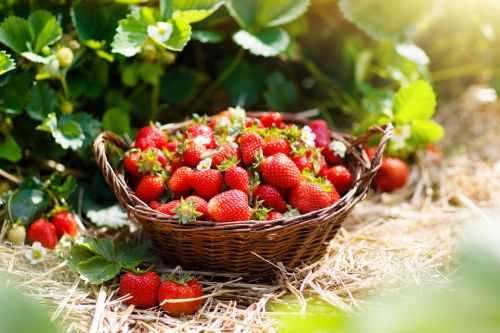 Pour les retardataires, dernier délai pour planter vos fraisiers