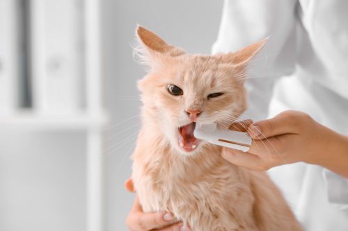 Prévenir et soigner la gingivite chez le chat